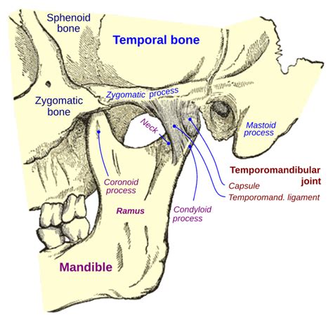 Mastoid part of the temporal bone - Wikiwand