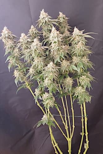 Do Si Dos Strain Seed Stockers THC 20