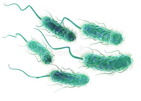 Bact Ries E D Escherichia Coli Coli Illustration Scientifiquement