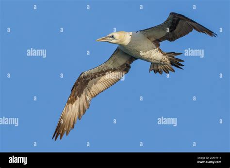 Jan Van Gent Northern Gannet Sula Bassana Morus Bassanus Stock Photo