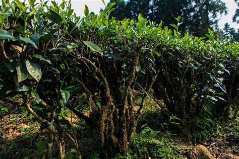 乌龙茶树普洱茶树大红袍茶树大山谷图库