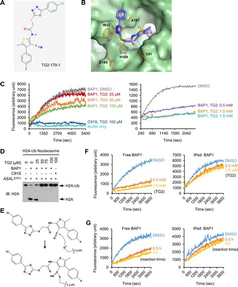 TG2 179 1 Inhibits The DUB Activity Of BAP1 By Binding To Its Active