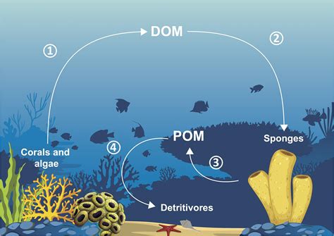 Frontiers Corals And Sponges Under The Light Of The Holobiont Concept How Microbiomes