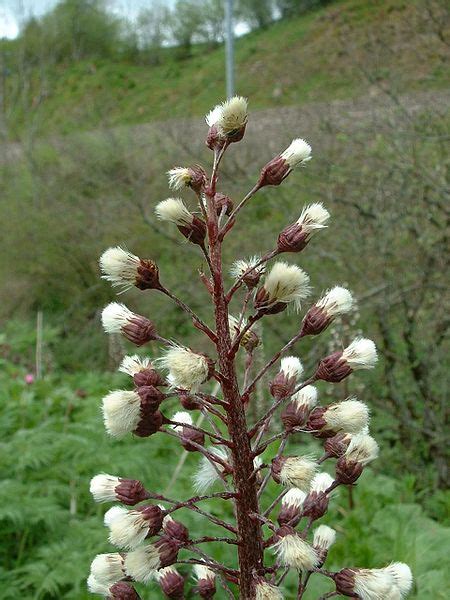 Photo #25233 | Petasites hybridus | plant lust