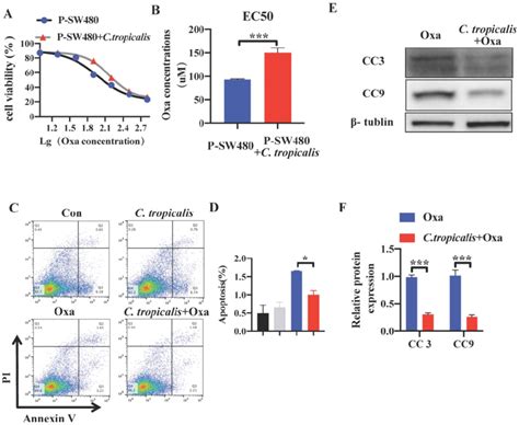 C Tropicalis Promotes The Chemotherapy Resistance In Sw480 Cells