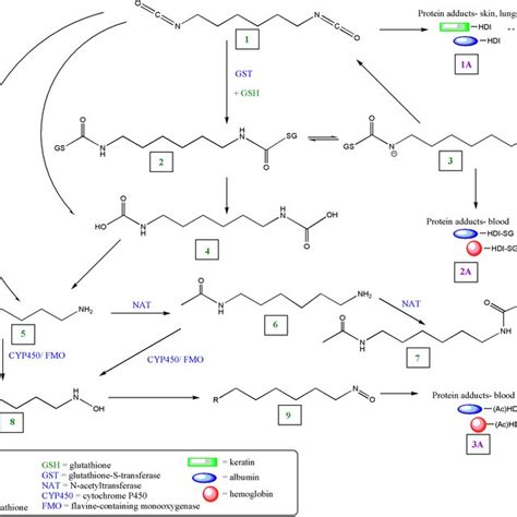 Chemical Structures Of The Four Isocyanates Hdi Uretdione Biuret Download Scientific