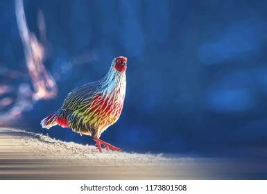 1,158 Blood pheasant bird Images, Stock Photos & Vectors | Shutterstock