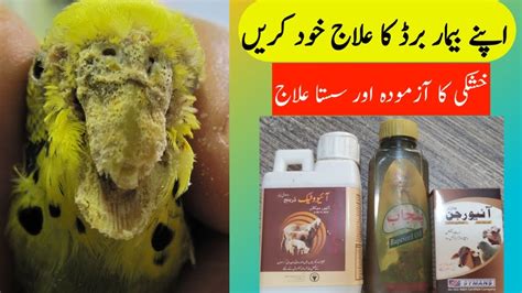 How To Treatment Scaly Mites In Budgies Khushki Ka Ilaj Funges