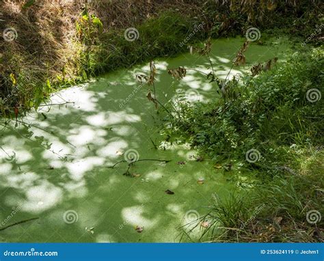 Stagnant Water With Pollution And Algae Growing Water Problem And Drought Stock Image Image