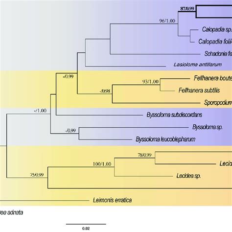 Phylogram Generated From Maximum Likelihood Analysis Based On Lsu