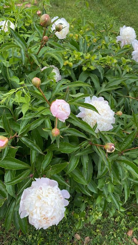 Nothing Like Spring Flowers Blomster Haver