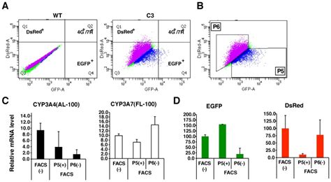 Facs Mediated Isolation Of Cyp3a4 Expressing Hepatocytes From