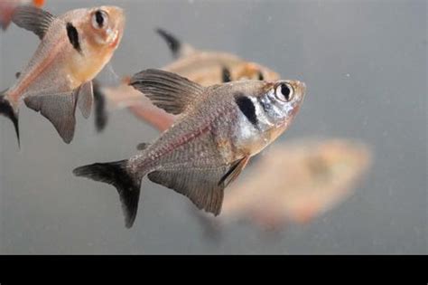 Black Phantom Tetra Hyphessobrycon Megalopterus Dan S Fish