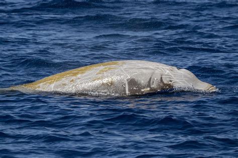 Premium Photo Rare Cuvier Goose Beaked Whale Dolphin Ziphius Cavirostris