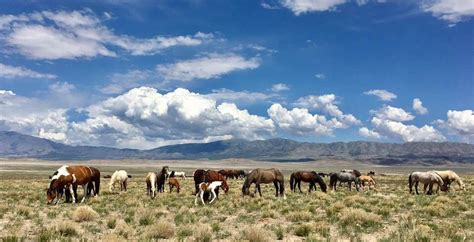 8 Places To See Wild Horses in North America » TrueViralNews