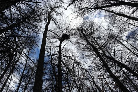 Free Images Tree Nature Forest Branch Snow Winter Black And