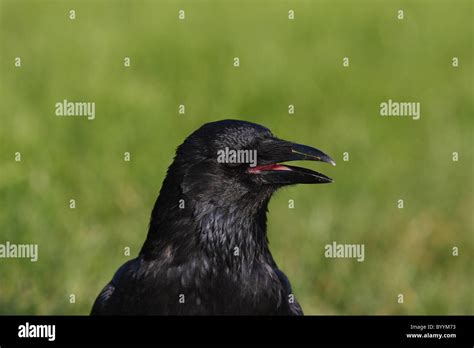 Crying Crows Hi Res Stock Photography And Images Alamy