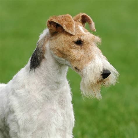 Fox Terrier Dog