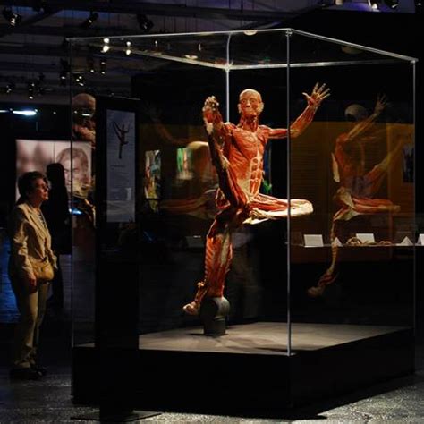 Body Worlds Exhibit Schedule 2024 - Charis Phaidra