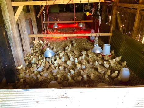 A Funny Chick Story - Farm Connection