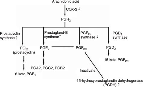 Prostaglandin Metabolism In Mammalian Cells The Diagram Is Based On