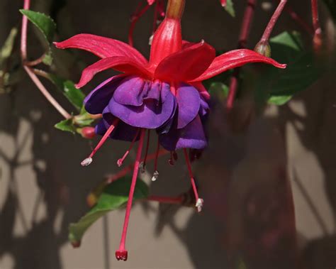 Fuchsia Upright Hybrids Gardensonline