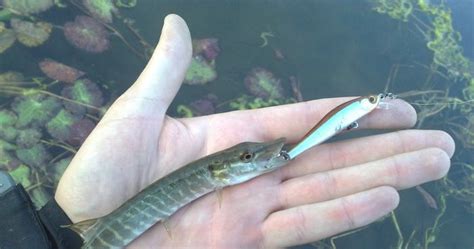 Кто больше? :)) Воблер 56 мм! - фото.