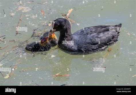 Eurasian Coot Feeding Her Coot Chicks Stock Photo Alamy