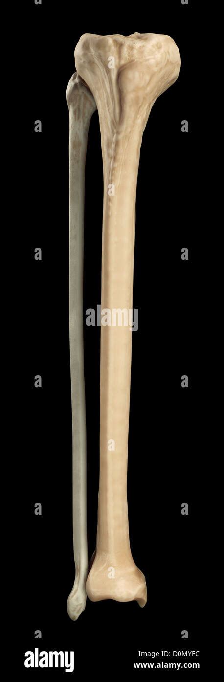 Model Of The Tibia And Fibula Bones That Form Part Of The Human Leg