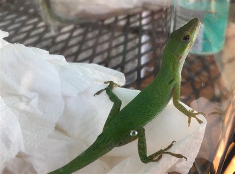 Introduced Anoles – Anole Annals