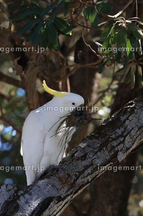 Sulphur Crested Cockatoo Cacatua galerita Queensland Australiaの写真素材