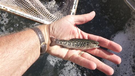 Watch out tui chub: Tiger trout coming to Diamond Lake