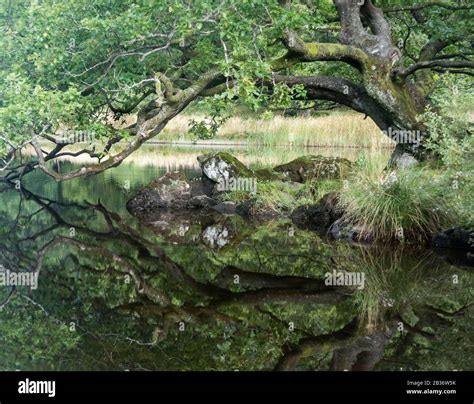 Oak Tree Reflection Rydal Water Lake District Cumbria Uk Stock Photo