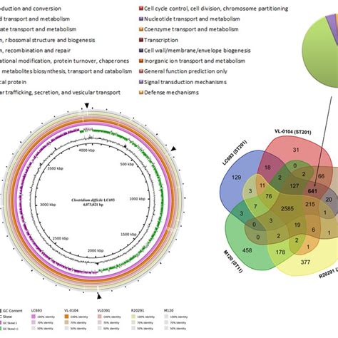 Comparative Genomic Analysis Of Clostridium Difficile St201 Strains