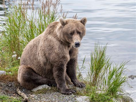 Bear Sitting by River Grizzly Bear, Alaska, Brooks Falls, Wildlife ...