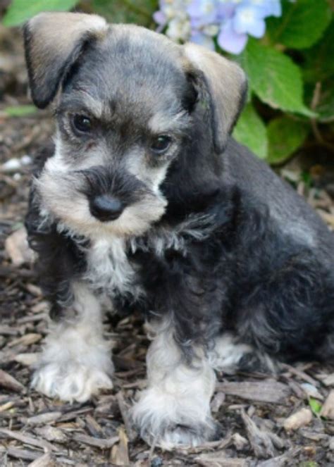 Schnauzer Puppy Schnauzers Miniature Schnauzer Yorkie Haircuts Woof