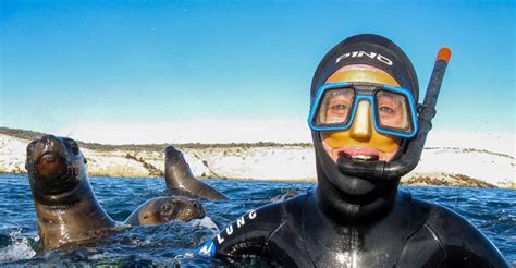 Puerto Madryn Snorkeling With Sea Lions Getyourguide