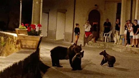 Uccisa A Fucilate L Orsa Amarena In Abruzzo Si Cercano I Cuccioli