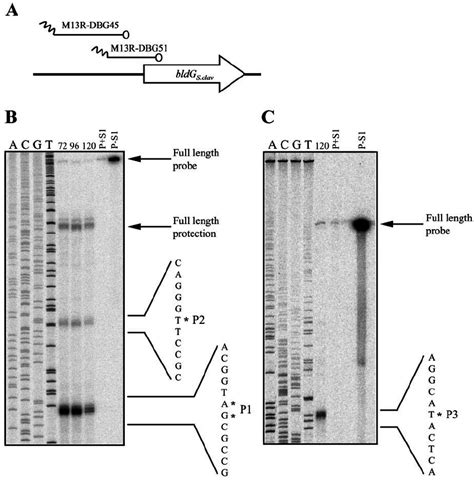 High Resolution S1 Nuclease Mapping Of Bldg Scl Transcripts A The Download Scientific