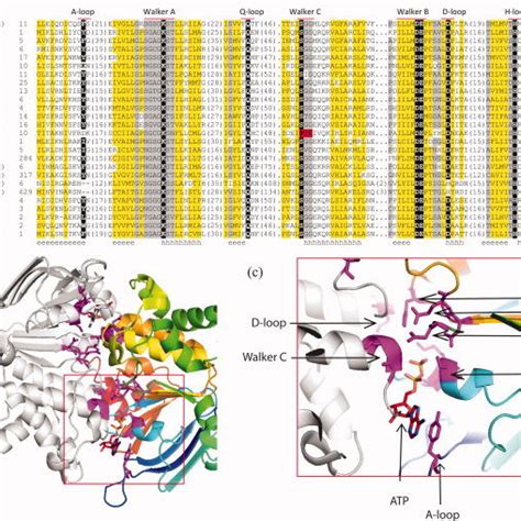 Three Groups Of Abc Transporter Tmd Structures In Ca L Asiaticus