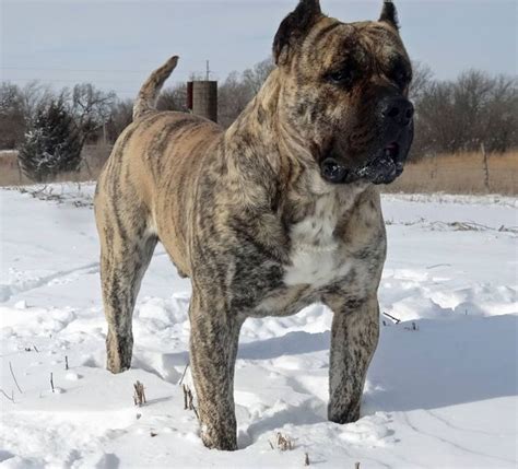 Presa Canario De Vanzare ‹ Caini Si Pisici De Vanzare