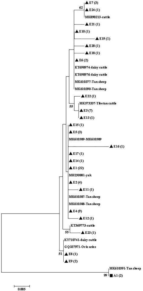 Phylogenetic Tree Of Giardia Duodenalis Based On Bg Sequences The