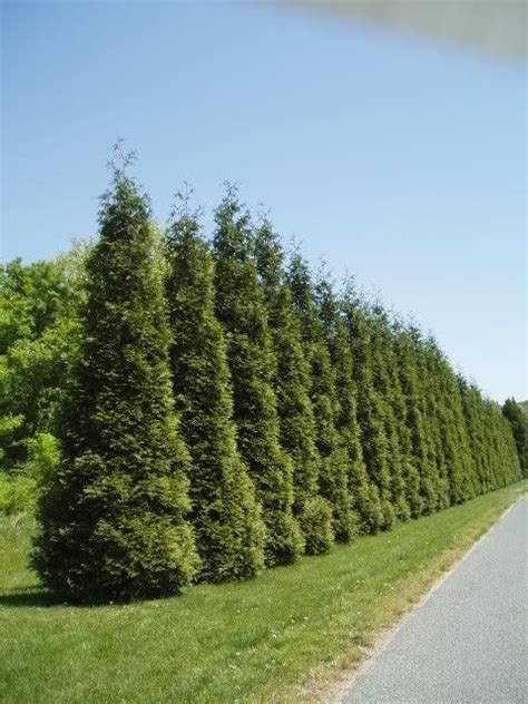 Thuja Green Giant Spacing Conifers Forum Gardenweb Thuja Green