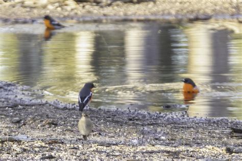 Ebird Checklist 14 May 2024 Knowsley State Forest 20 Species