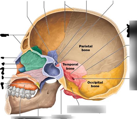 Label Skull Internal Sagittal Diagram Quizlet