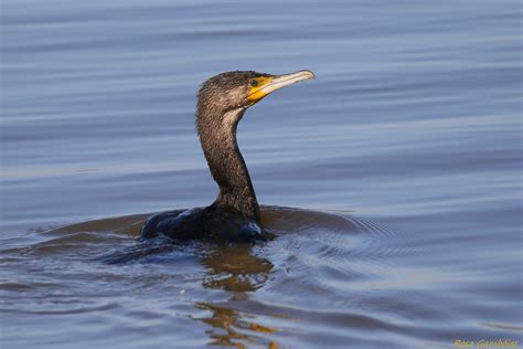 Corvo Marinho De Faces Brancas Great Cormorant Phalacro Flickr