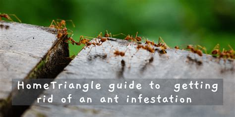 5 Amazing ways to Getting Rid of Ants Infestation with Ease