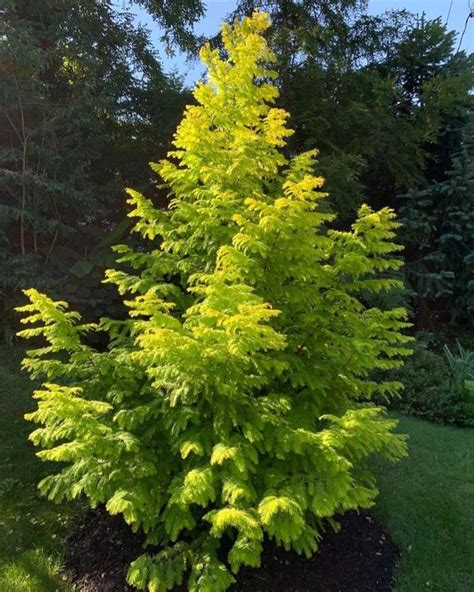 Metasequoia Glyptostroboides Soul Fire Redwood Garden Center Marketing