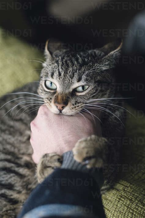 Tabby Cat Biting Hand Of Its Owner Stock Photo