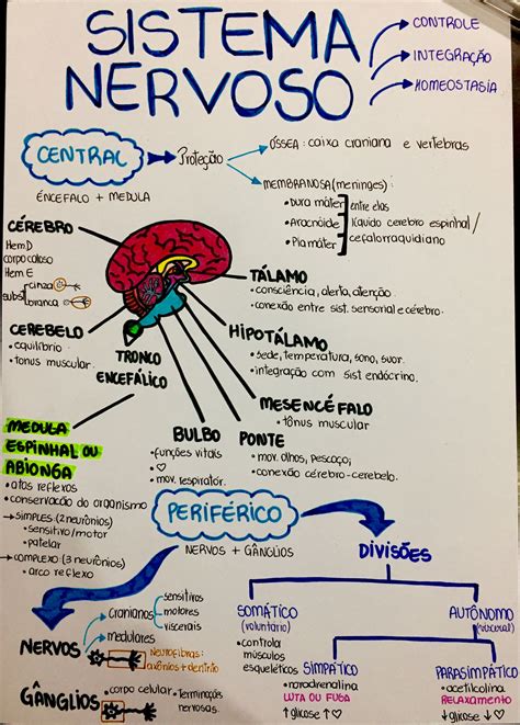 Mapa Mental Sobre Sistema Nervoso Study Maps Artofit